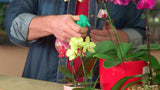 Miracle-Gro Orchid Plant Food Mist Rtu