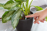 Miracle-GRO Indoor Plant Food Spikes