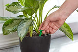 Miracle-GRO Indoor Plant Food Spikes